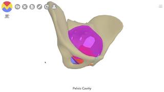 3D Tour of the Pelvic Floor [upl. by Goulette816]