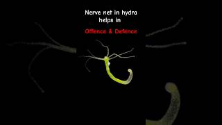 Is Hydra brainless 🤔🤔 nervenet hydra shorts bioscient Day 29 [upl. by Aneelehs]