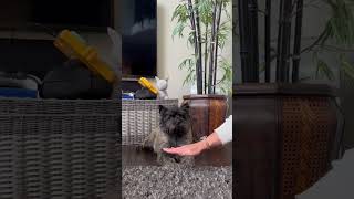 Cairn terriers try pawchallenge [upl. by Landon772]