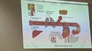 Regulación de osmolaridad y volumen del LEC parte 3 [upl. by Ynaffets]