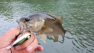 Heddon tiny torpedo [upl. by Conover]