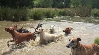 Tough Bene Bellos – Dogwalk – wie Hunde freudig folgen [upl. by Aieka]