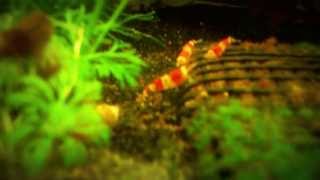 Crystal Red and Cherry Shrimp with Extensive Caring Tips [upl. by Akired]