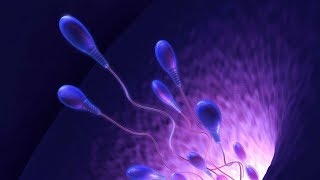 Gametogenesis part 1  Spermatogenesis [upl. by Rma730]