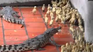 Crocodiles eats live baby ducks [upl. by Lucie]