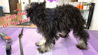 SEVERELY Matted Schnauzer Puppy [upl. by Cullen]