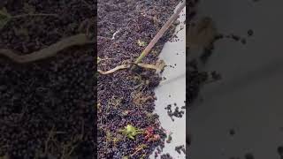 Snake got struck in grape juice making machine N4vision [upl. by Merralee619]