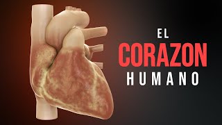 Cómo funciona el corazón Animación [upl. by Seema]