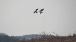 Longlegged Buzzard VS Juv Bonellis Eagle [upl. by Enyala]