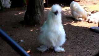 Cute Silkie Chickens [upl. by Aydne]