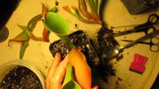 How I Divide Heliamphora [upl. by Alaaj]