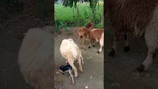 মোরা যদি ডানাওলা পাখি হতাম খামারি sheepfarming shorts shortvideo [upl. by Ellehsram]