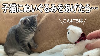 【保護子猫】子猫に猫のぬいぐるみをあげたら・・・ [upl. by Florentia]