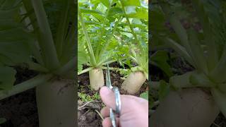 Harvesting Radish Leaves harvest radishleaves radish garden satisfying viralvideo shorts [upl. by Alra997]