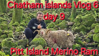 Chatham islands vlog 6 day 9 Pitt Island Merino Ram hunt [upl. by Valleau809]