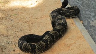 Timber rattlers at annual Cross Fork roundup by Marc quotTexquot Wilson [upl. by Hanikahs]