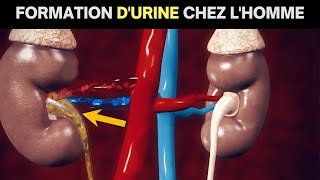 Le fonctionnement fascinant du système urinaire  Comprenez comment votre corps produit de lurine [upl. by Aluk794]