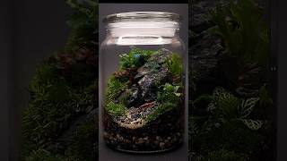 Making a moss terrarium [upl. by Anirrak]