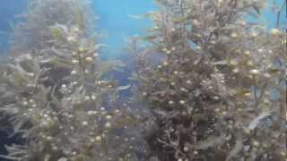 Sargassum carpophyllum brown algae in Chogamizu kagoshima Pref japan Apr 19 2012 [upl. by Stillman]