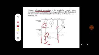 Q Describe divisions connection and functions of cerebellum Discuss signs of cerebellar disorder [upl. by Enrique]