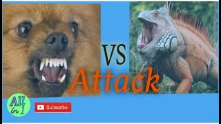 Dog VS Iguana Attack [upl. by Ahsinev277]