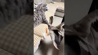 Funny Cat Voice cat shortsfeed funnyanimals funny funnycat catvideos shorts [upl. by Cheyne]