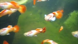 Uncut Underwater Video Clip of Outdoor Neon Micariff Guppies in Tubs [upl. by Eannyl114]