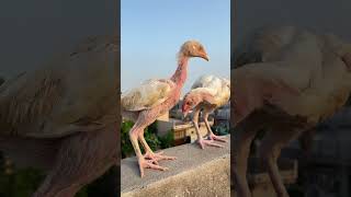 They chicks dont know how to flypakfancybirds6300 viral petsvlog rooster youtubeshorts [upl. by Noramac]