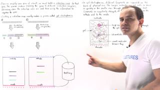 Restriction Map and Gel Electrophoresis [upl. by Yeoz]