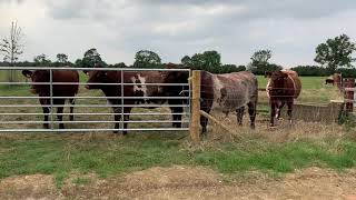 Shorthorn cattle [upl. by Guinevere]