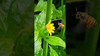 honey bee flowers sweet juice insects nature trending shorts viral reels ytshorts yt [upl. by Yffat]