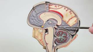 Brain Sagittal View Model [upl. by Mailliw]