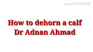 How to dehorn a calf [upl. by Enimaj]