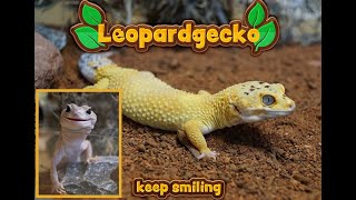 Leopardgeckos Eublepharis macularius  Einführung 14 [upl. by Peadar]