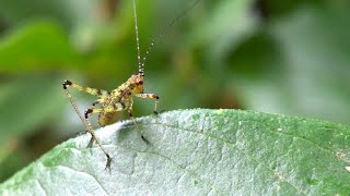 Phaneroptera nana the southern sickle bushcricket nymph [upl. by Esiralc]