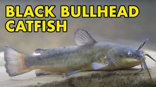 Black Bullhead Catfish [upl. by Halvaard]