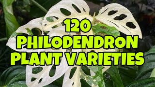 120 PHILODENDRON PLANT VARIETIES 🌱🌿 [upl. by Kenward438]