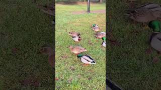 We met our friends at Lake Mjøsa Norway Mjøsa norwaytrip hamar duck mallardduck [upl. by Stearne]