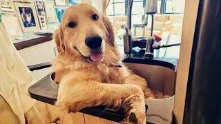 100 Funny Golden Retrievers Dog Videos will make you laugh your HEAD OF 😂 [upl. by Parrie933]