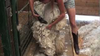 Shearing an Alpaca Without Help [upl. by Tice]