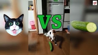 Cats vs Cucumbers Compilation [upl. by Connelly]