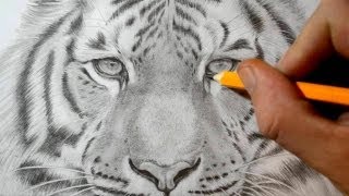 How to Draw a Tiger  Realistic Pencil Drawing [upl. by Isidora]