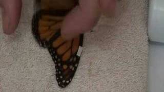 Live Monarch Foundation  How to fix a broken butterfly wing [upl. by Dhruv733]