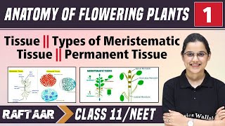 Anatomy of Flowering Plants 01  Tissue  Types of Meristematic Tissue  Class11NEET RAFTAAR [upl. by Eizzik]