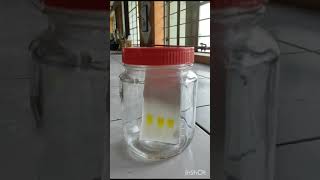 Thin Layer Chromatography of Curcumin [upl. by Hakaber352]