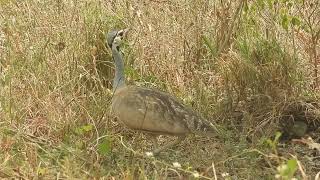 Eupodotis senegalensis  Sisón senegalés  White bellied bustard [upl. by Gninnahc]