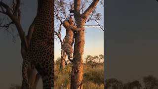 leopard steal meat from hyena leopard hyena wildlife trending shorts animals [upl. by Annaerb]