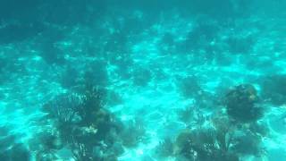 Belize  Arecife de Coral  Belize Barrier Reef [upl. by Garneau]