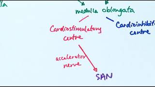 A2 Biology  Controlling heart rate OCR A Chapter 146 [upl. by Atenek472]