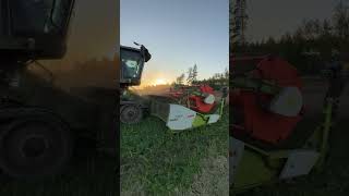 Harvesting canola lexion canola farming [upl. by Radloff]